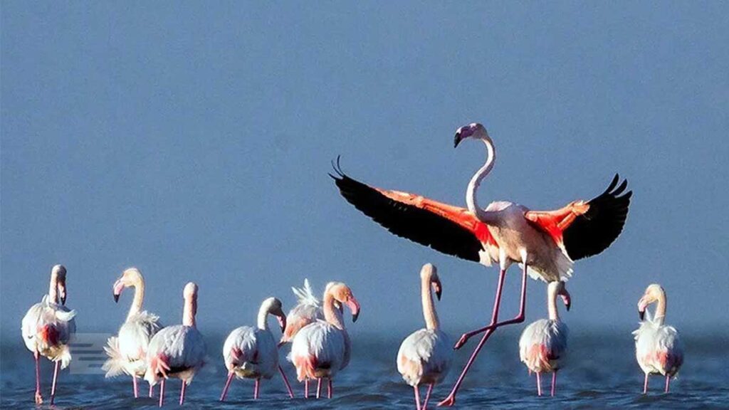 بررسی-تأثیرات-اقلیمی-بر-تغییرات-در-مهاجرت-پرندگان-ایران