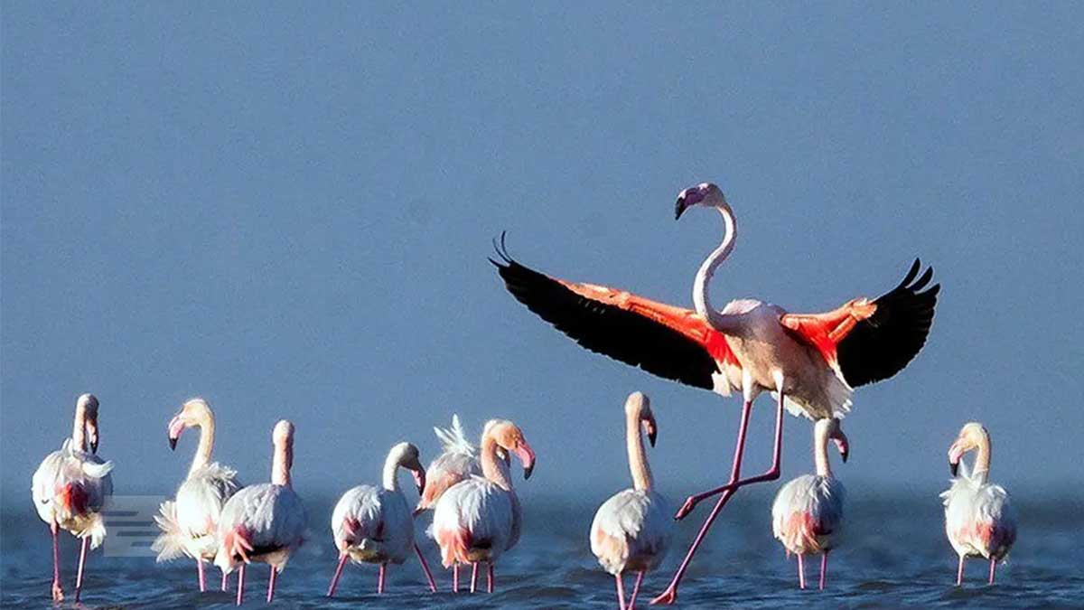 بررسی-تأثیرات-اقلیمی-بر-تغییرات-در-مهاجرت-پرندگان-ایران